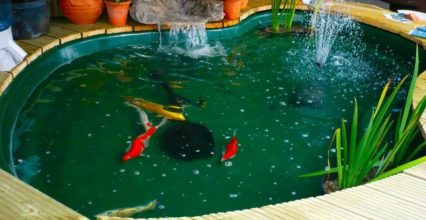 Tổng hợp từ A – Z những thông tin về máy lọc hồ cá koi Tổng hợp từ A – Z những thông tin về máy lọc hồ cá koi