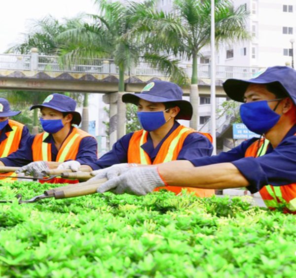Những kỹ thuật cắt tỉa cây tại Bình Dương đúng đắn nhất Những kỹ thuật cắt tỉa cây tại Bình Dương đúng đắn nhất