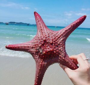 Hướng Dẫn Đặt Tour Du Lịch Cô Tô 3 Ngày 2 Đêm