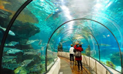 Những Trải Nghiệm Hấp Dẫn Nhất Định Phải Thử Khi Ghé Thăm Suối Tiên